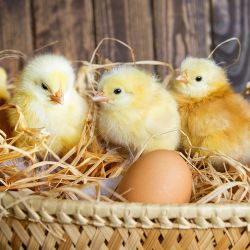 Животные - животноводческая продукция: яйца, шерсть, молоко, содержание и выращивание животных, птиц на даче.