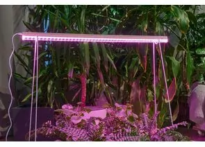 958633 - ФитоЛето св-к св/д для рассады, роста 24W 37мкм/с выкл красно-фиол. свеч L=900 ULI-P57-24W/SPBR IP20 (1)