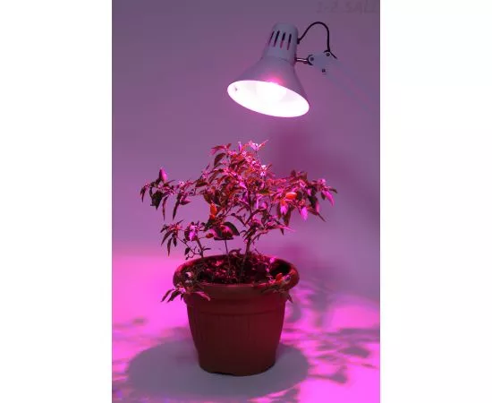 709999 - ЭРА FITO св/д лампа для растений E27 10W фито 15мкмоль/c красно-синий 380-780нм 110x60 6090 (5)