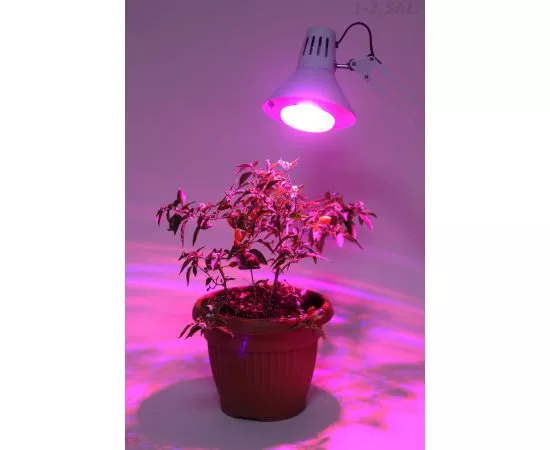710004 - ЭРА FITO св/д лампа для растений E27 16W фито 24мкмоль/c красно-синий 380-780нм 145x98 FITO 6151 (7)