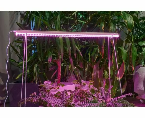 958633 - ФитоЛето св-к св/д для рассады, роста 24W 37мкм/с выкл красно-фиол. свеч L=900 ULI-P57-24W/SPBR IP20 (1)