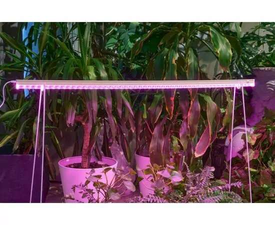 958634 - ФитоЛето св-к св/д для рассады, роста 30W 46мкм/с выкл красно-фиол свеч L=1200 ULI-P57-30W/SPBR IP20 (1)